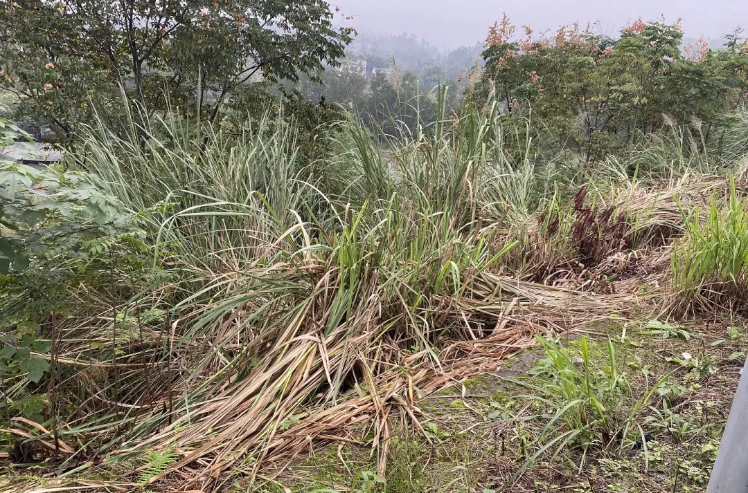 公路除草傲杀除草剂当心烧荒秋季公路这项隐患不容忽视